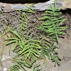 Gleichenia rupestris (Scrambling Coral Fern) at Wingecarribee Local Government Area - 2 Oct 2020 by plants