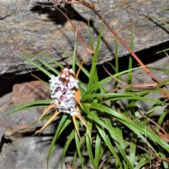 Dracophyllum secundum at Fitzroy Falls - 2 Oct 2020 by plants