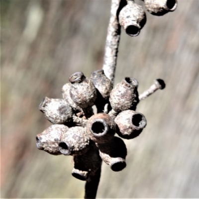 Eucalyptus piperita (Peppermint Stringybark) at Meryla State Forest - 2 Oct 2020 by plants