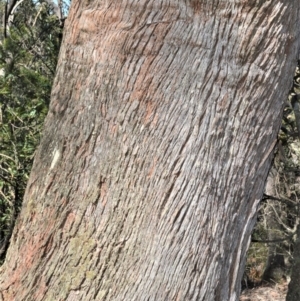 Eucalyptus piperita at Fitzroy Falls - 2 Oct 2020