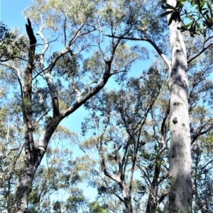 Eucalyptus piperita at Fitzroy Falls - 2 Oct 2020