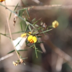 Daviesia ulicifolia (Gorse Bitter-pea) at Broulee Moruya Nature Observation Area - 2 Oct 2020 by LisaH