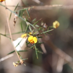 Daviesia ulicifolia at Moruya, NSW - suppressed