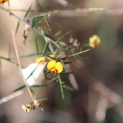 Daviesia ulicifolia (Gorse Bitter-pea) at Moruya, NSW - 3 Oct 2020 by LisaH
