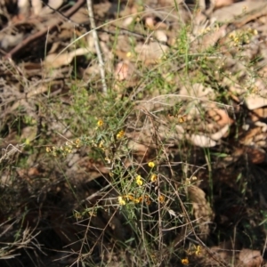 Daviesia ulicifolia at Moruya, NSW - suppressed