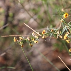 Daviesia ulicifolia at Moruya, NSW - suppressed