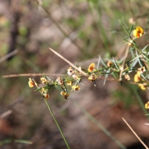 Daviesia ulicifolia at Moruya, NSW - 3 Oct 2020