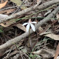 Caladenia ustulata at Downer, ACT - 23 Sep 2020