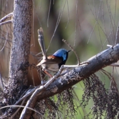 Malurus lamberti (Variegated Fairywren) at Broulee Moruya Nature Observation Area - 2 Oct 2020 by LisaH