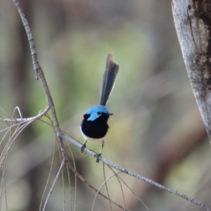 Malurus lamberti at Moruya, NSW - 3 Oct 2020