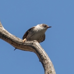 Daphoenositta chrysoptera (Varied Sittella) at Bellmount Forest, NSW - 3 Oct 2020 by rawshorty