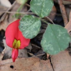 Kennedia prostrata (Running Postman) at Broulee Moruya Nature Observation Area - 3 Oct 2020 by LisaH