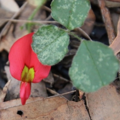 Kennedia prostrata (Running Postman) at Broulee Moruya Nature Observation Area - 2 Oct 2020 by LisaH