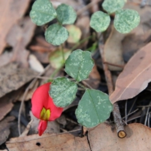 Kennedia prostrata at Moruya, NSW - suppressed
