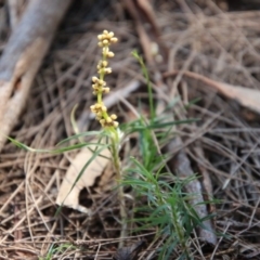 Lomandra obliqua (Twisted Matrush) at Broulee Moruya Nature Observation Area - 3 Oct 2020 by LisaH