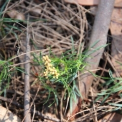 Lomandra obliqua at Moruya, NSW - suppressed