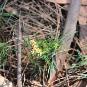 Lomandra obliqua at Moruya, NSW - suppressed