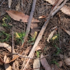 Lomandra obliqua at Moruya, NSW - suppressed