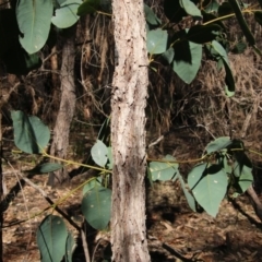 Eucalyptus fibrosa (Grey Ironbark) at Broulee Moruya Nature Observation Area - 2 Oct 2020 by LisaH