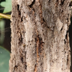 Eucalyptus fibrosa at suppressed - suppressed