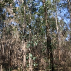 Eucalyptus fibrosa at suppressed - suppressed