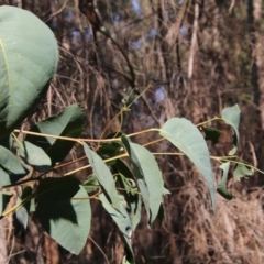 Eucalyptus fibrosa at suppressed - 3 Oct 2020