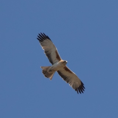 Hieraaetus morphnoides (Little Eagle) at Bellmount Forest, NSW - 2 Oct 2020 by rawshorty