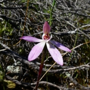 Caladenia fuscata at Theodore, ACT - suppressed