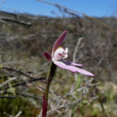 Caladenia fuscata at Theodore, ACT - suppressed