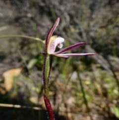 Caladenia fuscata at Theodore, ACT - suppressed