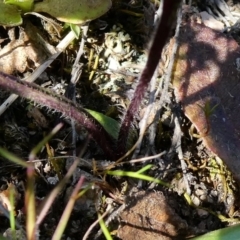 Caladenia fuscata at Theodore, ACT - 3 Oct 2020