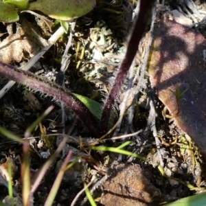 Caladenia fuscata at Theodore, ACT - suppressed