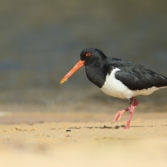 Haematopus longirostris (Australian Pied Oystercatcher) at Bournda Environment Education Centre - 2 Oct 2020 by Leo