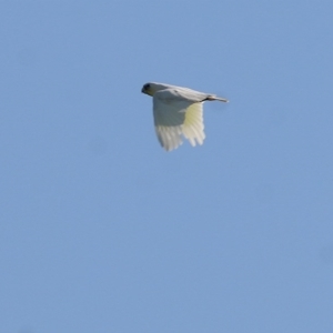 Cacatua sanguinea at WREN Reserves - 3 Oct 2020 08:45 AM