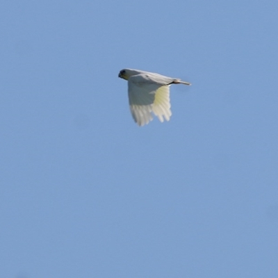 Cacatua sanguinea (Little Corella) at Wodonga - 2 Oct 2020 by Kyliegw