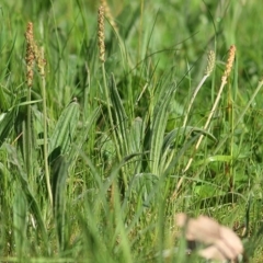 Plantago varia (Native Plaintain) at Wodonga, VIC - 2 Oct 2020 by Kyliegw