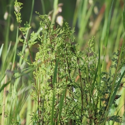 Cheilanthes sieberi (Rock Fern) at Wodonga, VIC - 3 Oct 2020 by KylieWaldon