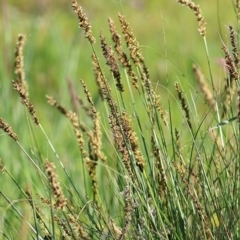 Carex appressa (Tall Sedge) at Wodonga, VIC - 2 Oct 2020 by Kyliegw