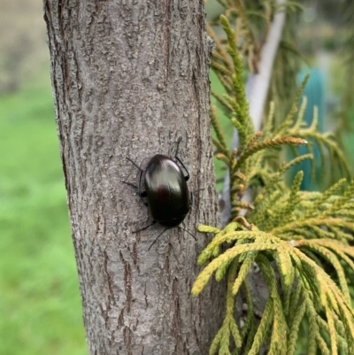 Chalcopteroides spectabilis (Rainbow darkling beetle) at Murrumbateman, NSW - 19 Sep 2020 by SimoneC