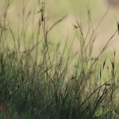 Themeda triandra (Kangaroo Grass) at Wodonga, VIC - 2 Oct 2020 by Kyliegw