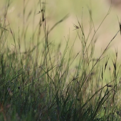 Themeda triandra (Kangaroo Grass) at WREN Reserves - 3 Oct 2020 by KylieWaldon