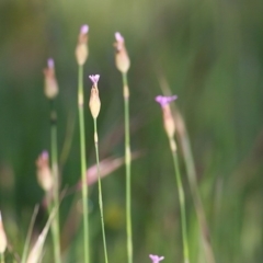 Petrorhagia sp. at Wodonga, VIC - 2 Oct 2020 by Kyliegw