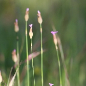 Petrorhagia sp. at WREN Reserves - 3 Oct 2020