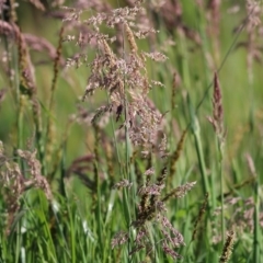 Holcus lanatus (Yorkshire Fog) at Wodonga, VIC - 2 Oct 2020 by Kyliegw