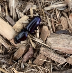 Carenum tinctilatum (Digger carab beetle) at Murrumbateman, NSW - 11 Sep 2020 by SimoneC