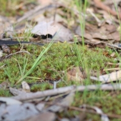 Unidentified Moss, Lichen, Liverwort, etc at Wodonga, VIC - 2 Oct 2020 by Kyliegw