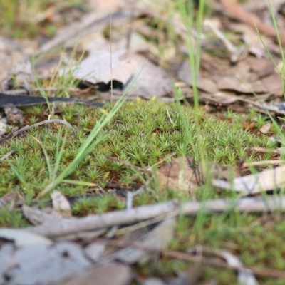 Unidentified Moss, Lichen, Liverwort, etc at Wodonga - 2 Oct 2020 by Kyliegw