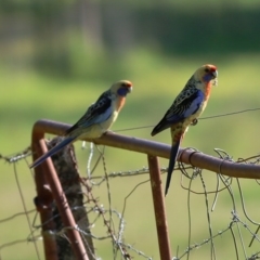 Platycercus elegans flaveolus (Yellow Rosella) at Wodonga, VIC - 2 Oct 2020 by Kyliegw