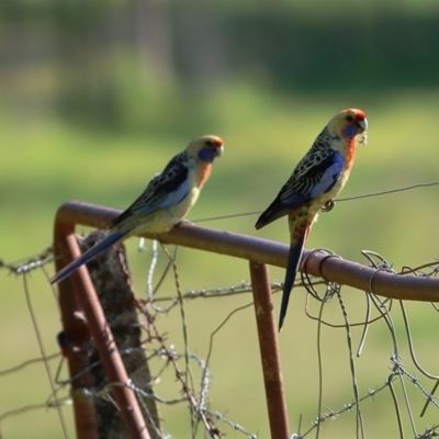 Platycercus elegans flaveolus (Yellow Rosella) at Wodonga - 2 Oct 2020 by Kyliegw