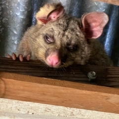 Trichosurus vulpecula (Common Brushtail Possum) at Hughes, ACT - 2 Oct 2020 by KL